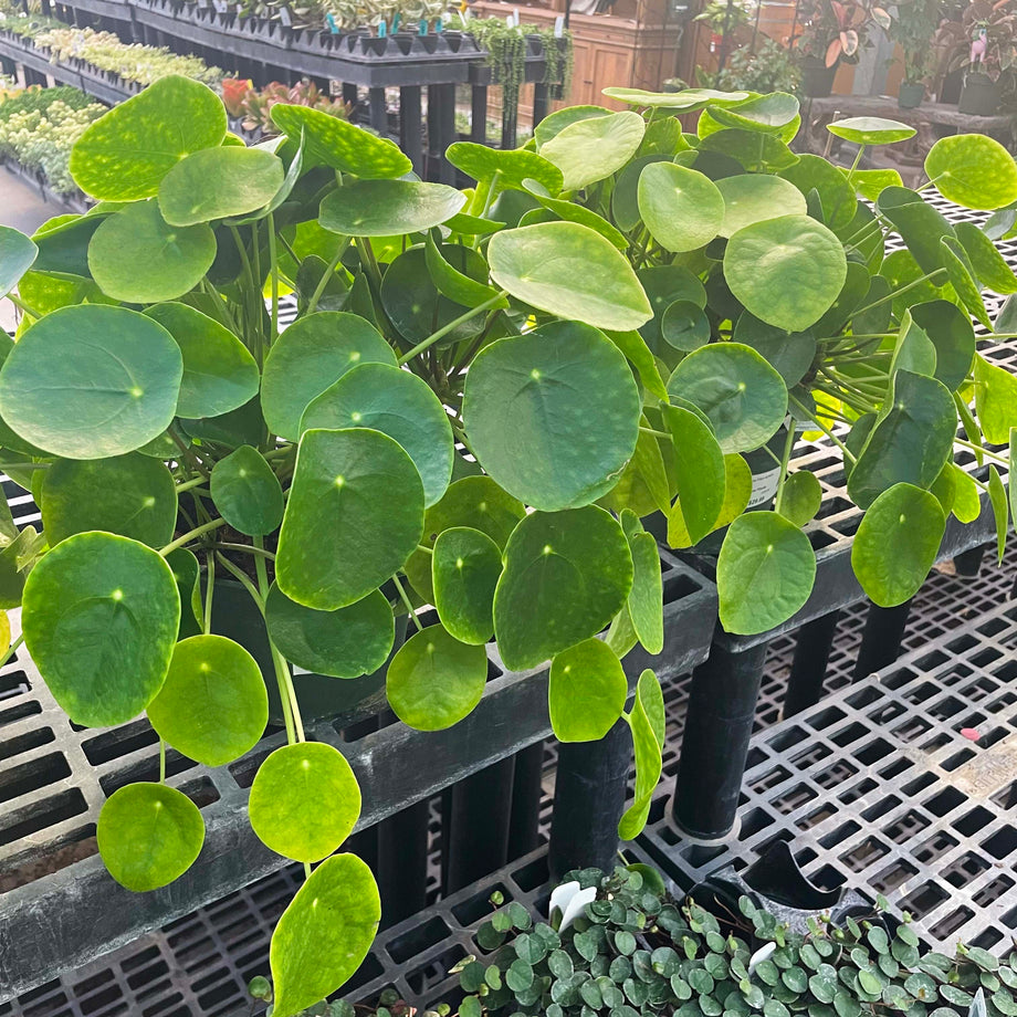 Pilea peperomioides, Chinese Money Plant – Magic Valley Gardens