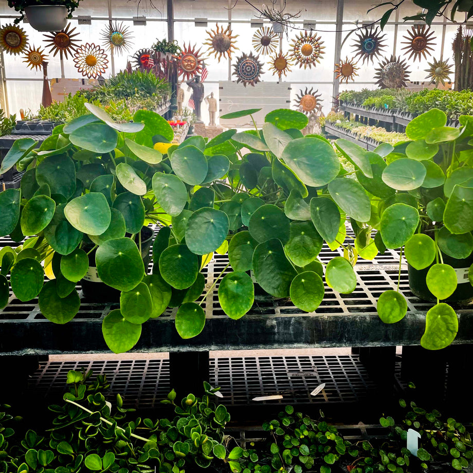 chinese money plant in the wild Pilea peperomioides, Chinese Money Plant – Magic Valley Gardens