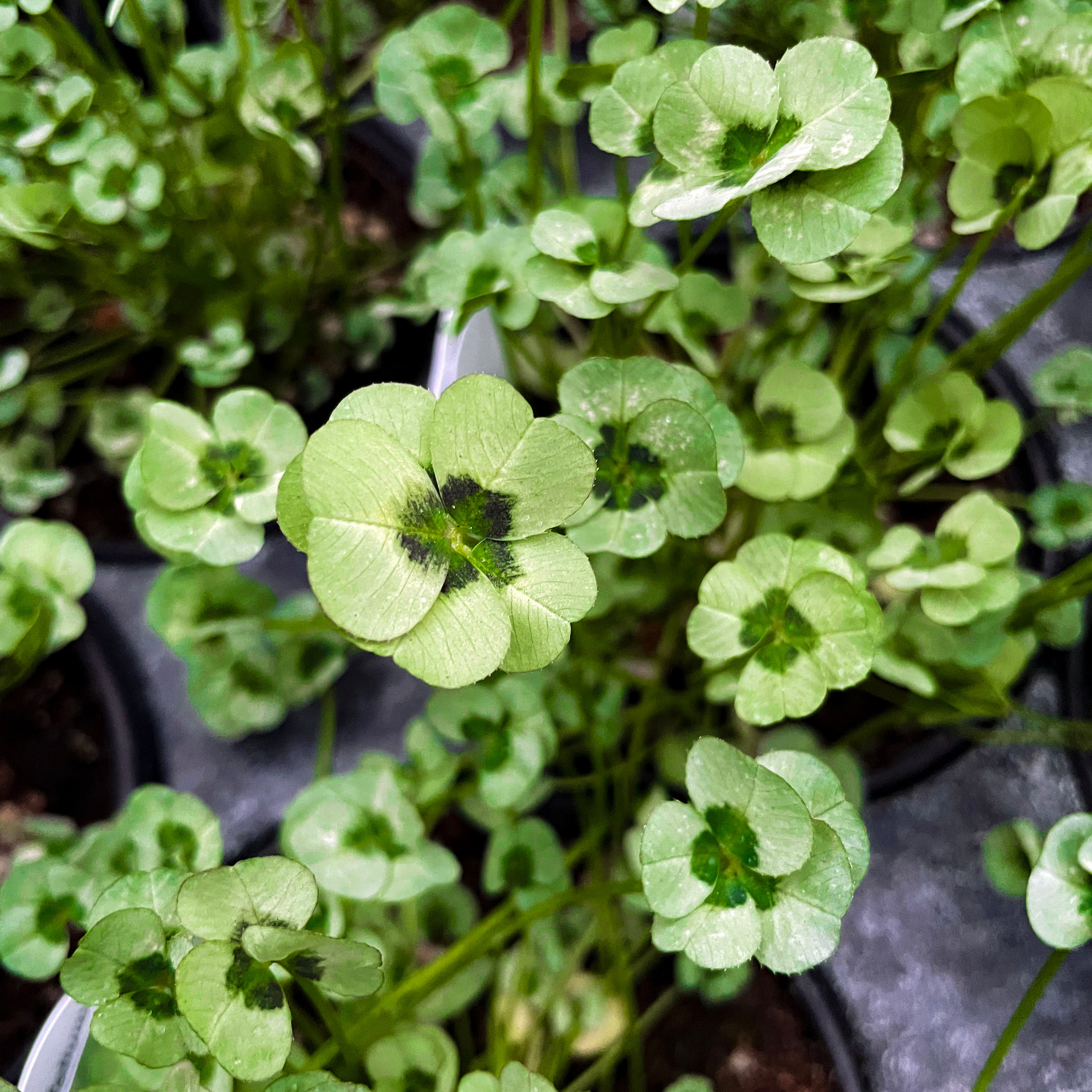 4 Luck Green Glow Trifolium (Shamrock Clover)