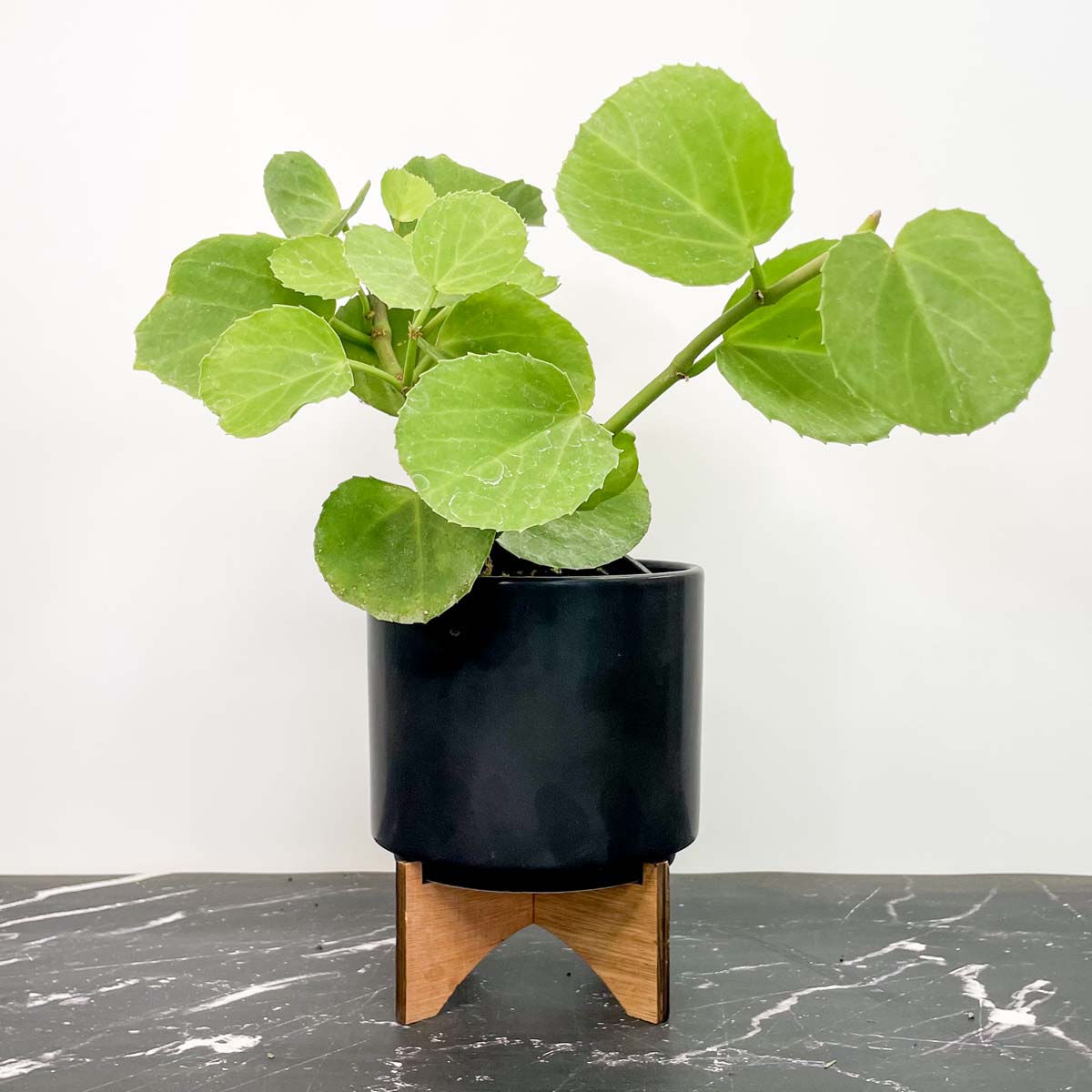 creeping house plants Plectranthus australis
