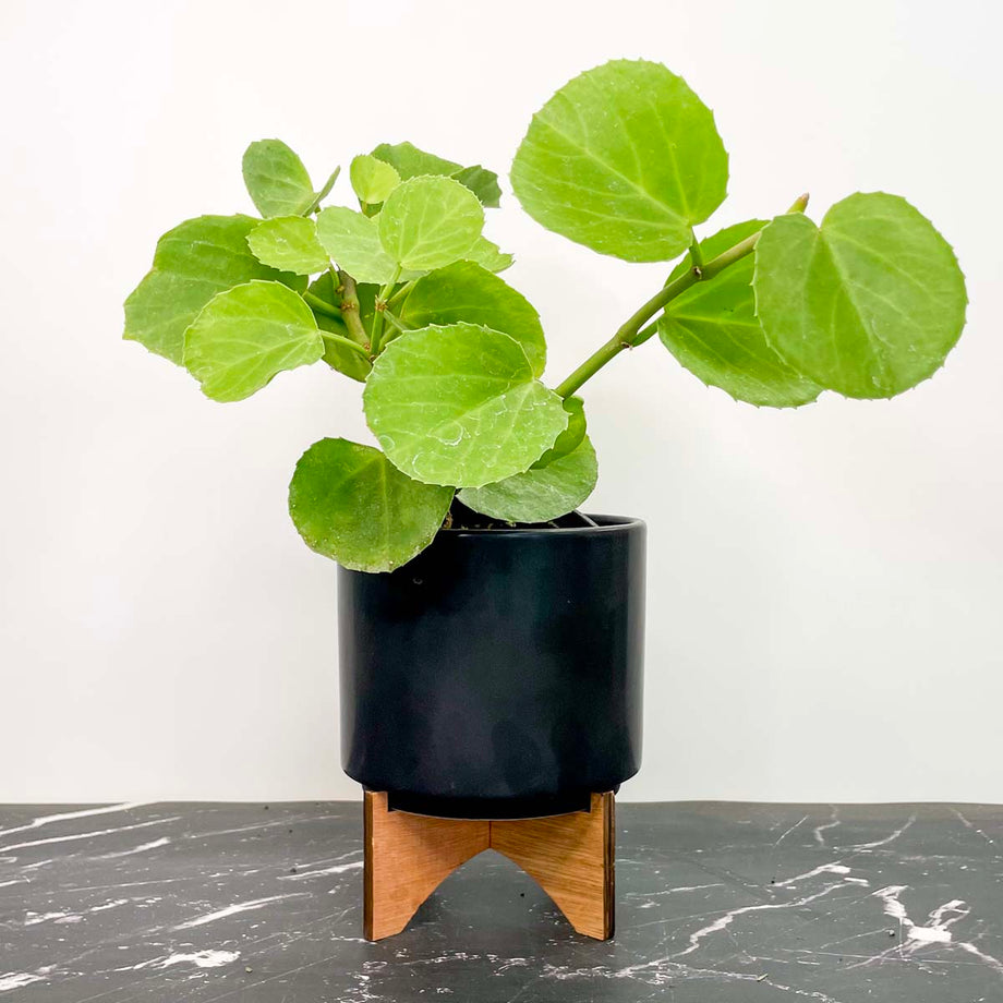 Plectranthus australis
