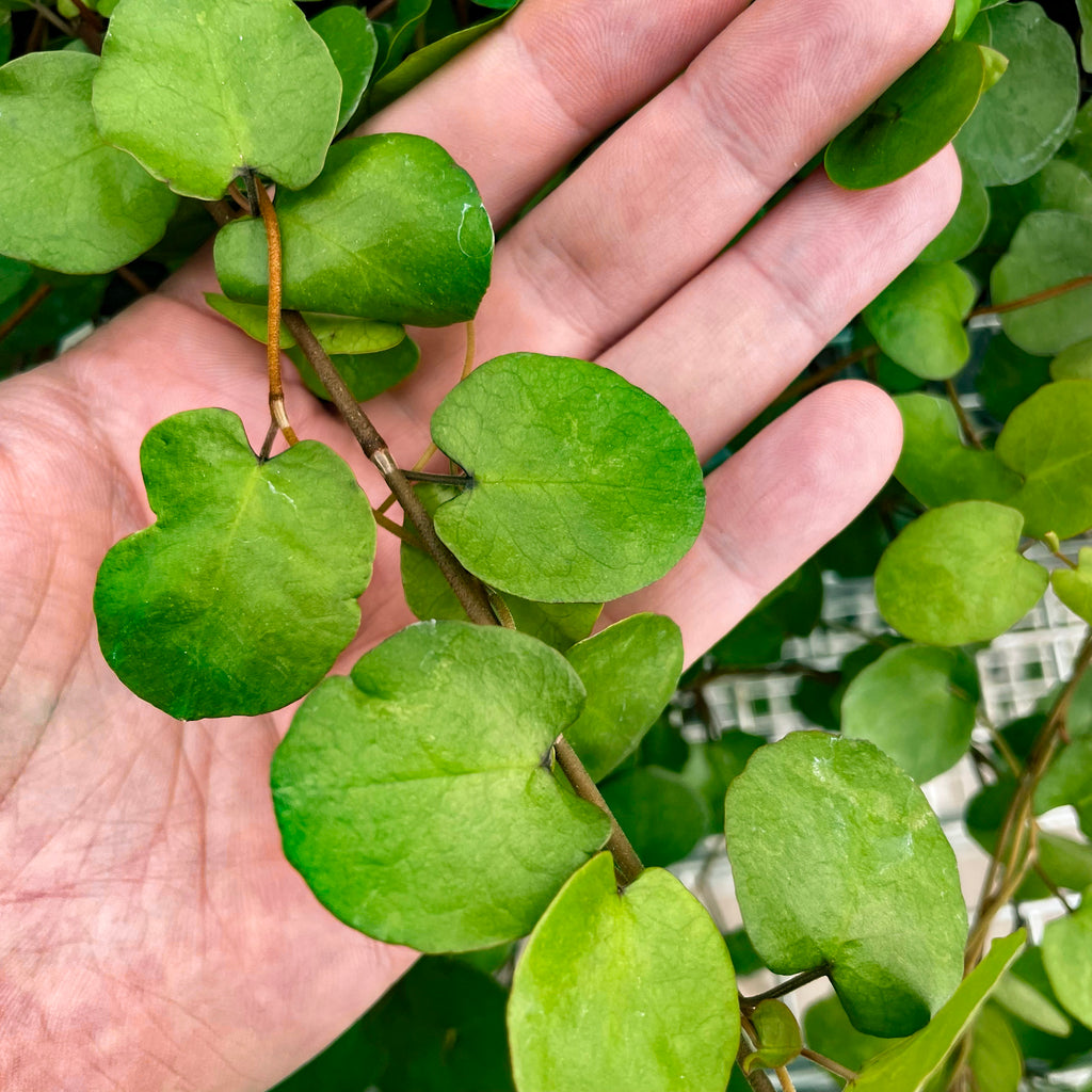 muehlenbeckia plant Muehlenbeckia complexa – Giant Leaf, 10-Gauge Wire Vine – Magic Valley  Gardens