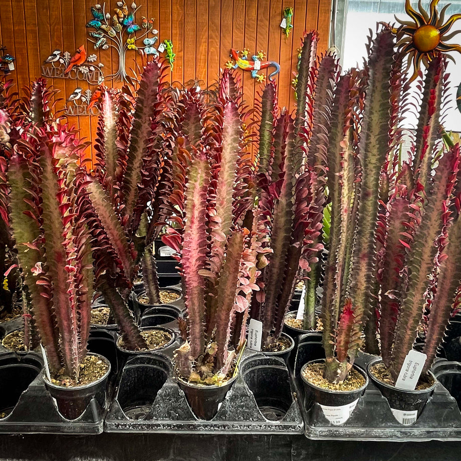 Euphorbia trigona rubra (African Milk Tree) – Magic Valley Gardens
