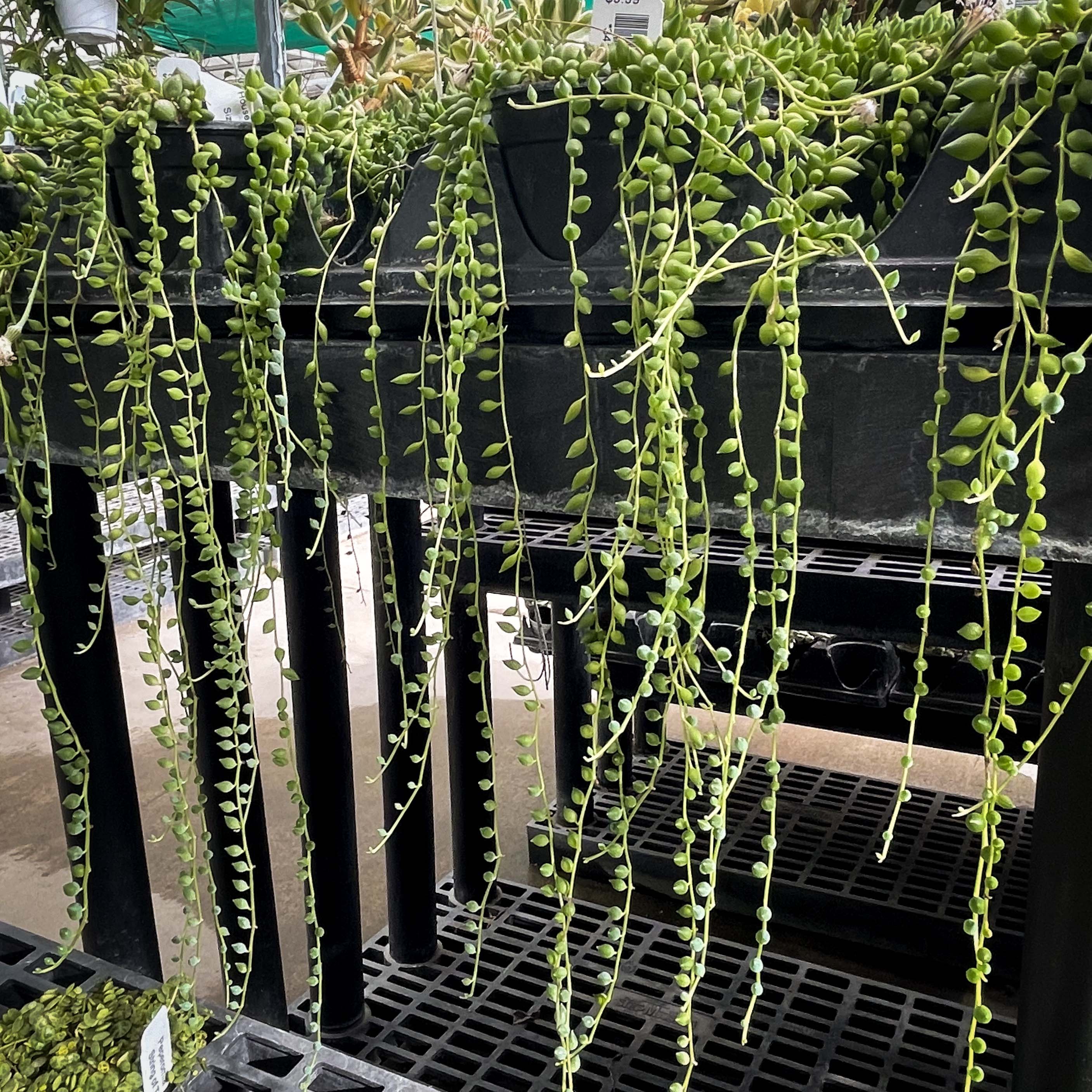 string hanging succulents String of Tears Senecio, Succulent Plant – Magic Valley Gardens