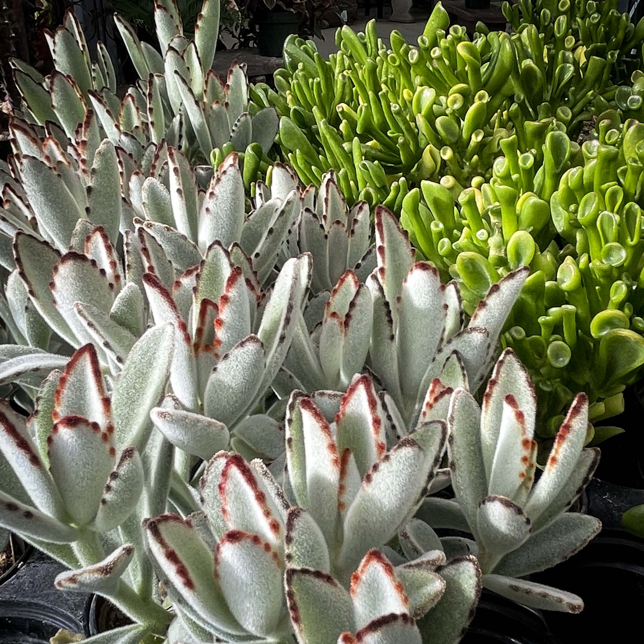 white panda succulent Kalanchoe tomentosa (Panda Plant) – Magic Valley Gardens