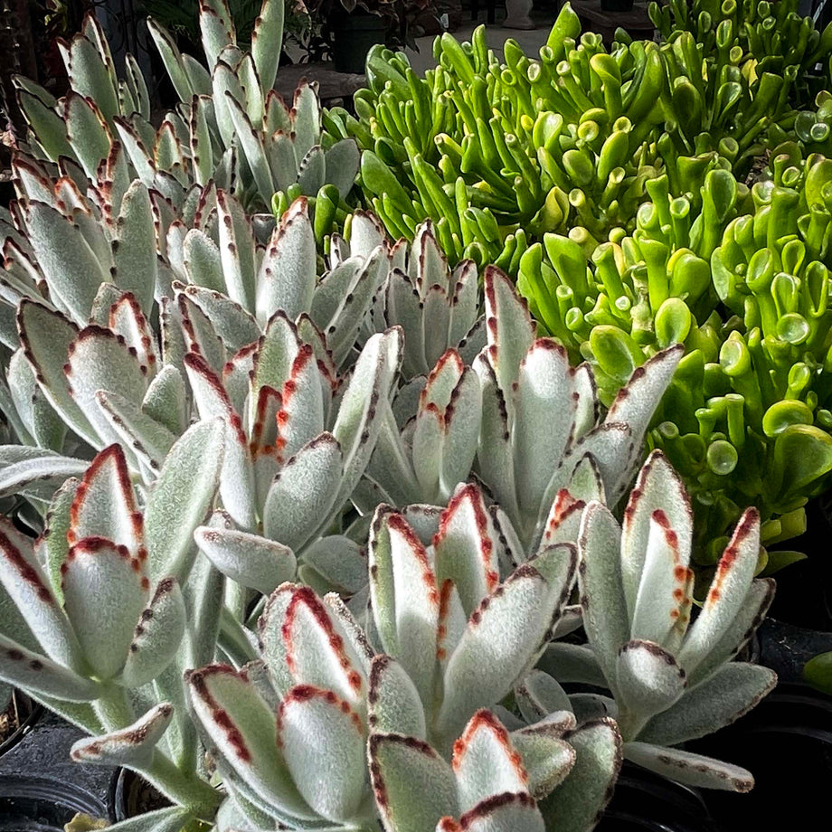Kalanchoe tomentosa (Panda Plant) – Magic Valley Gardens