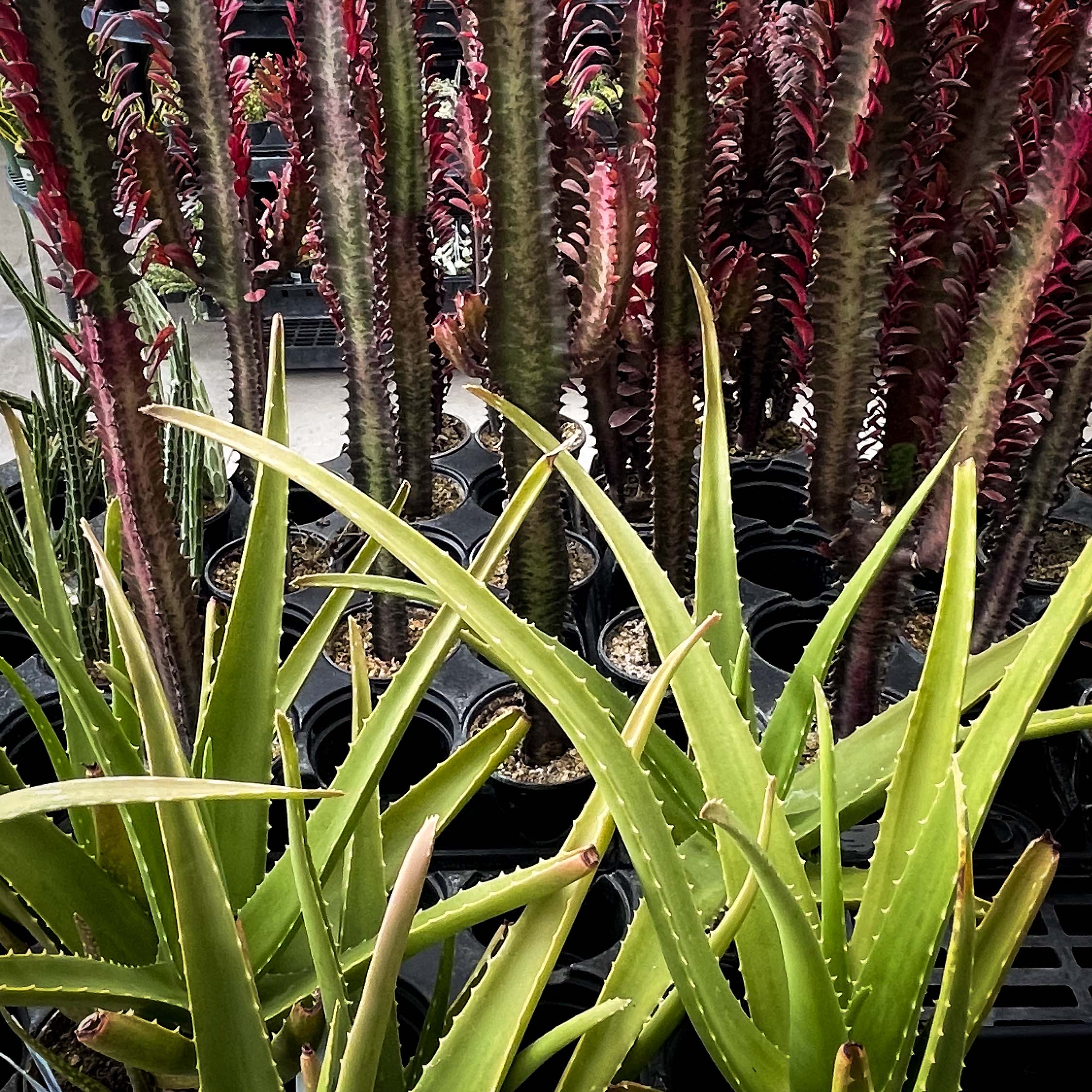 succulents with red stems Euphorbia trigona rubra (African Milk Tree) – Magic Valley Gardens