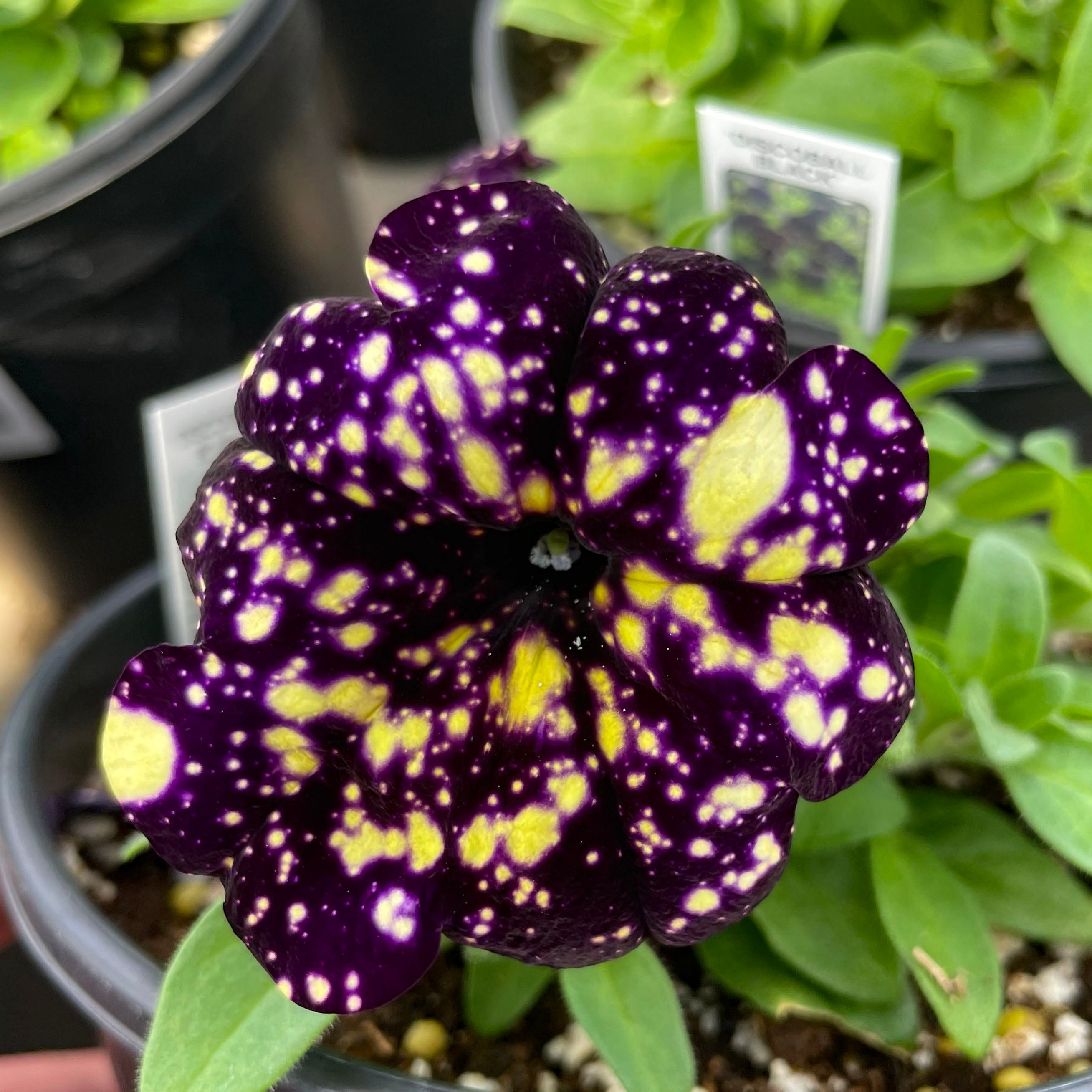 black purple scarce rare phantom petunia flower seeds Discoball Black Petunia – Magic Valley Gardens