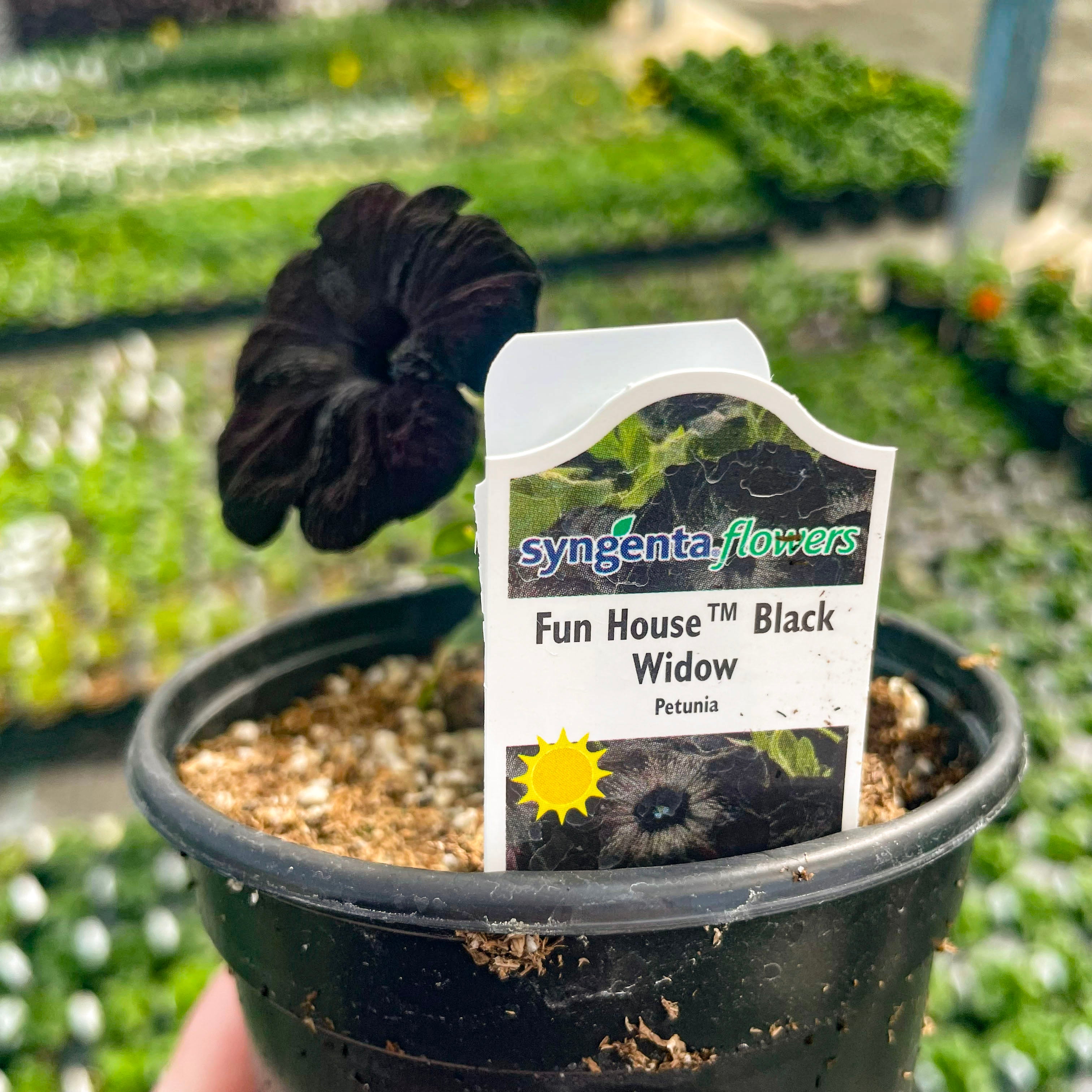 petunia potted plant Fun House Black Widow Petunia