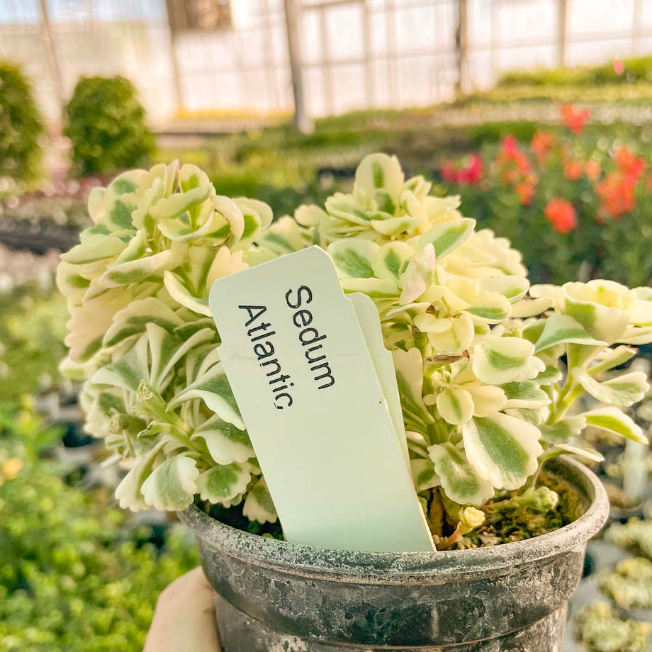 Atlantis Sedum, Korean Stonecrop, Succulent Plant – Magic Valley