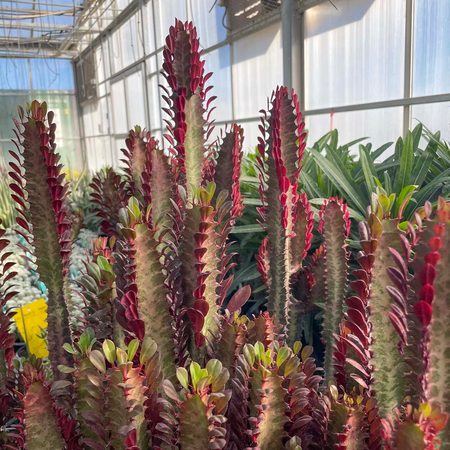 Milk‐tree♡ Euphorbia trigona rubra (African Milk Tree) – Magic Valley Gardens