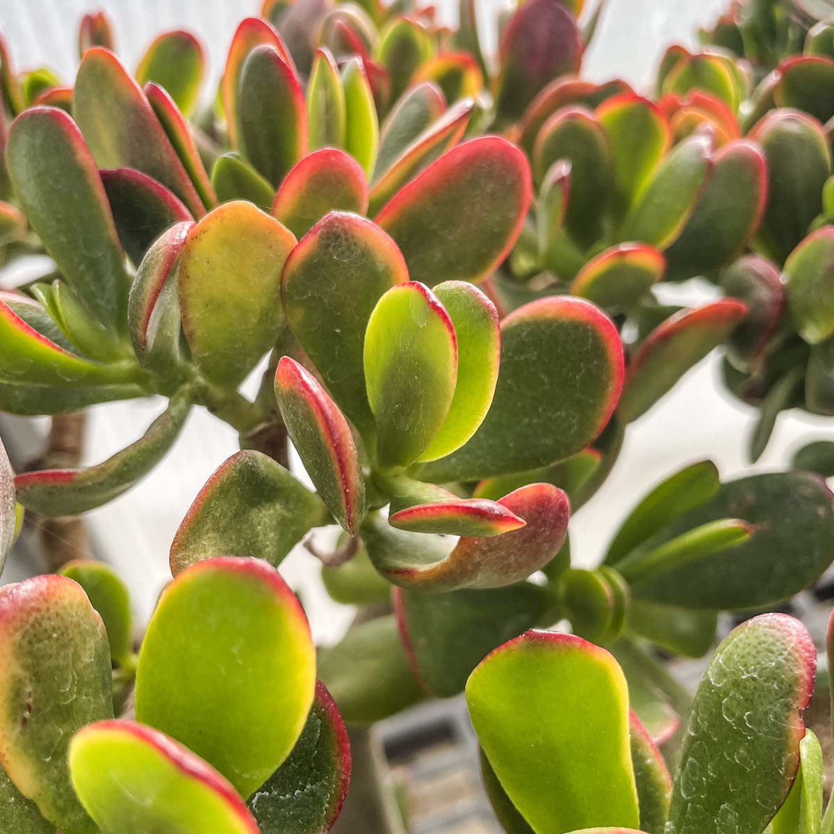 jade plant red around edges Crassula ovata 'New Sunset' – Magic Valley Gardens
