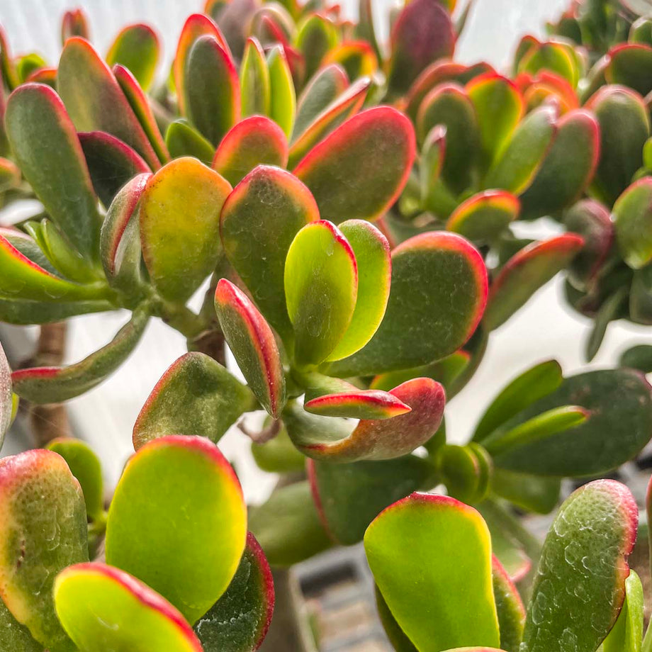 Crassula ovata 'New Sunset' – Magic Valley Gardens