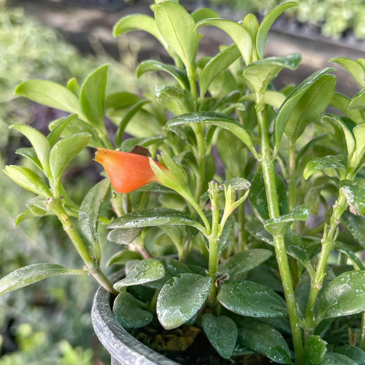goldfish house plant Columnea gloriosa 'California Gold' (Goldfish Plant) – Magic Valley Gardens