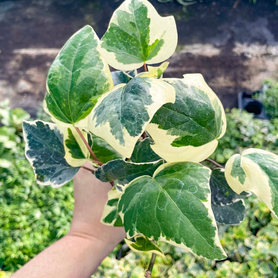 Hedera algeriensis 'Marble'
