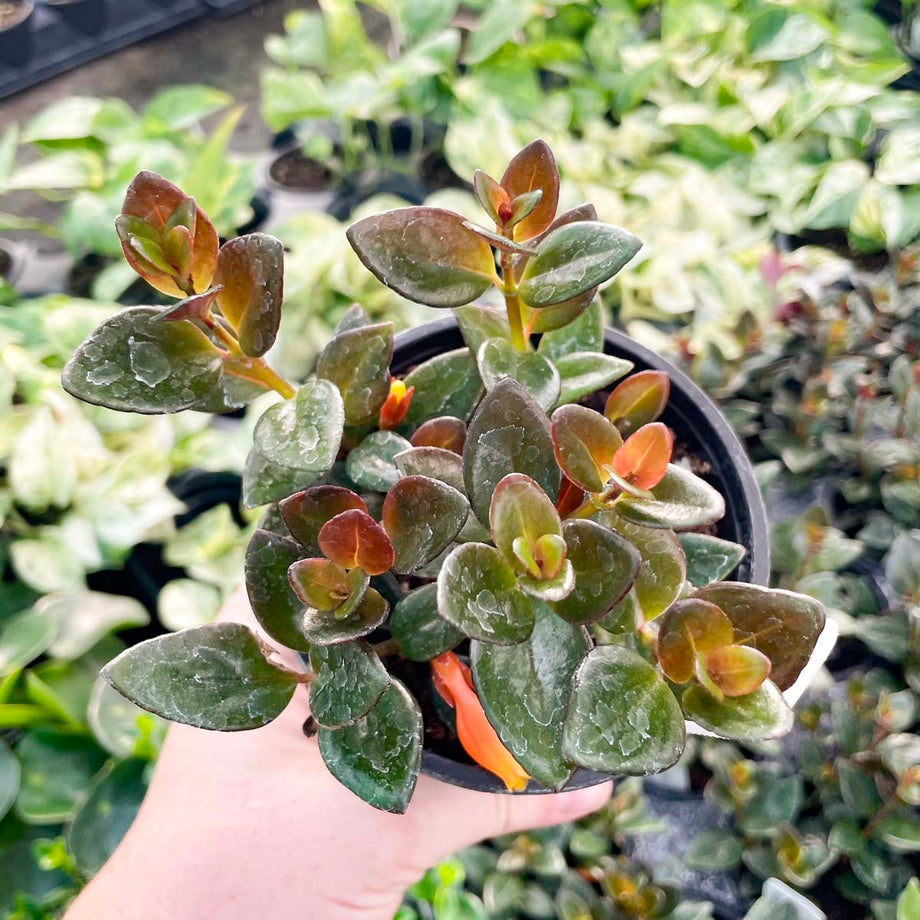 indoor goldfish plant Columnea gloriosa 'Black Gold' (Goldfish Plant) – Magic Valley Gardens