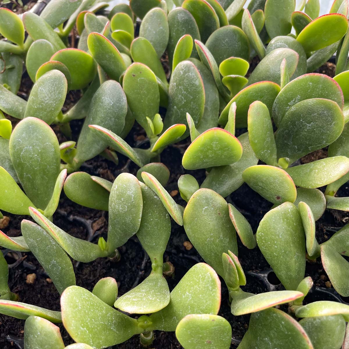 zaden succulent Crassula ovata 'New Sunset' – Magic Valley Gardens