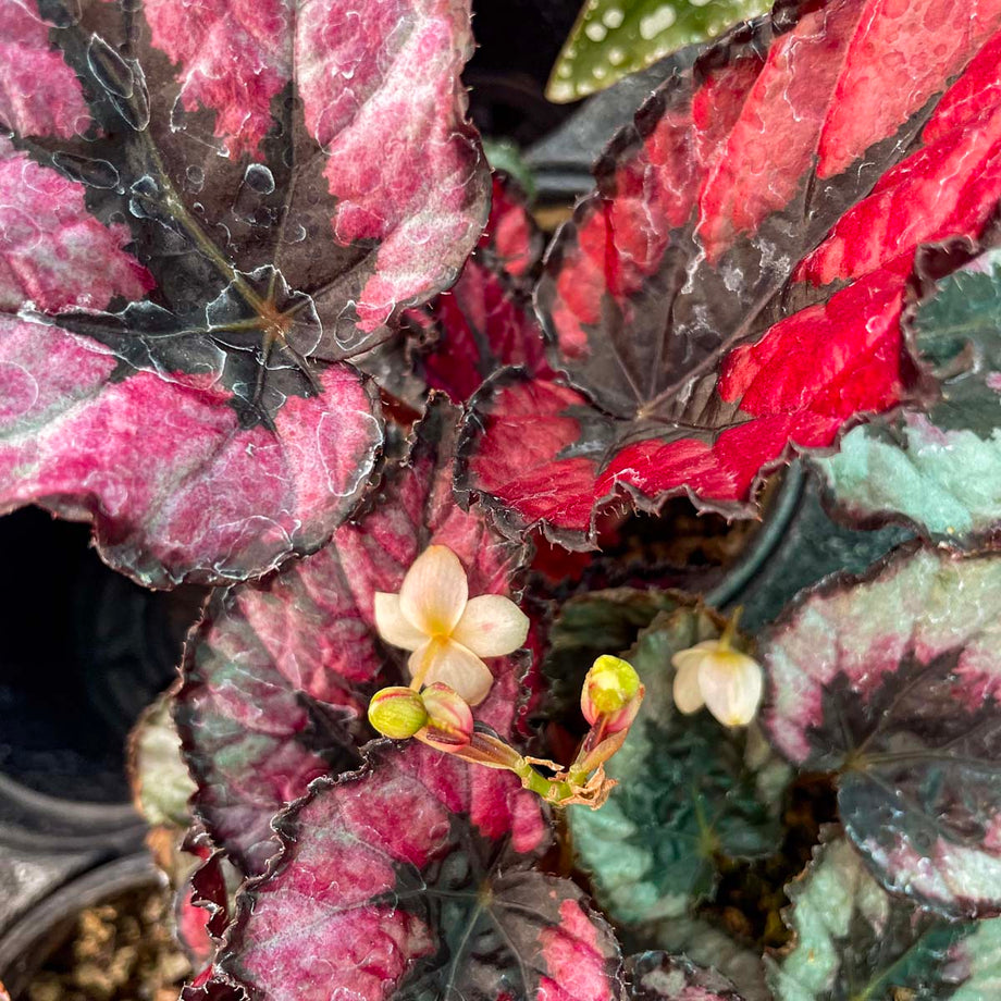 Begonia 'Jurassic Dino Black Tie' – Magic Valley Gardens