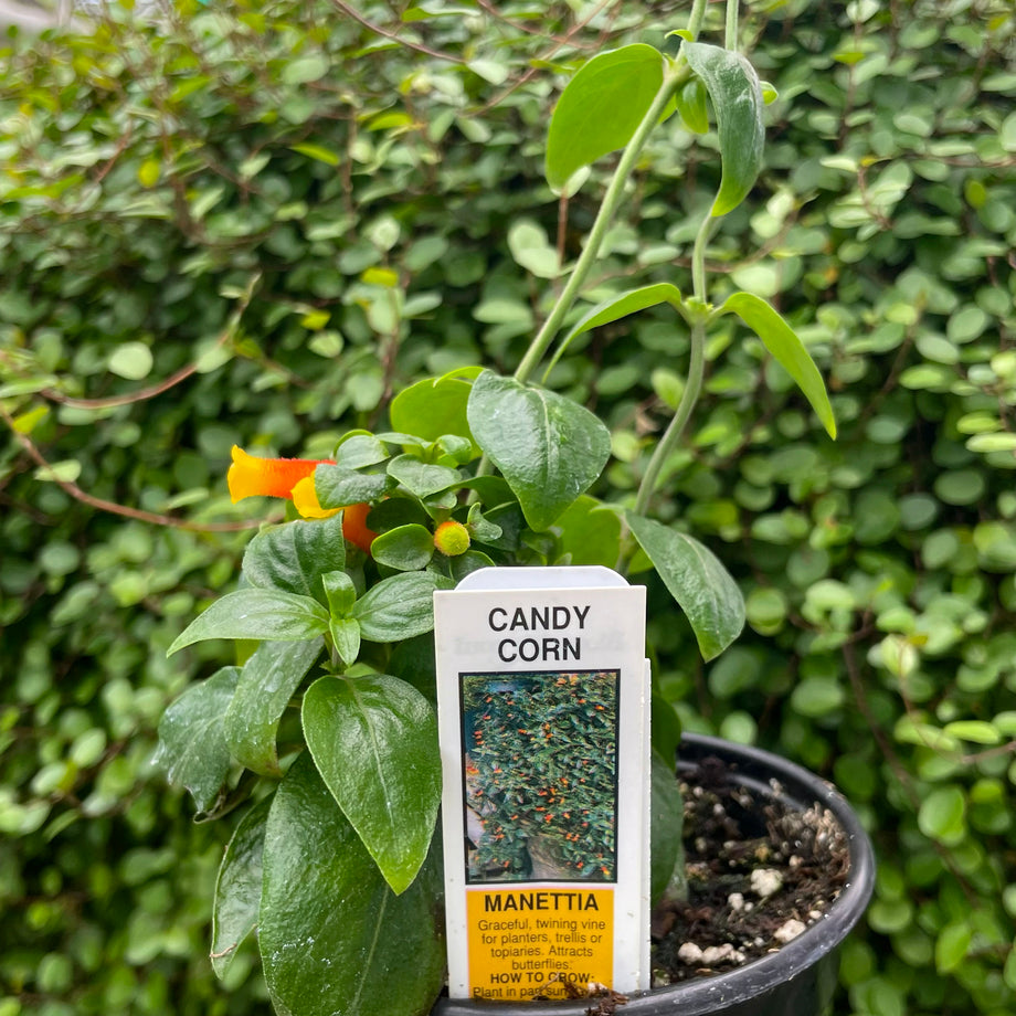 candy corn plant indoors Candy Corn Vine