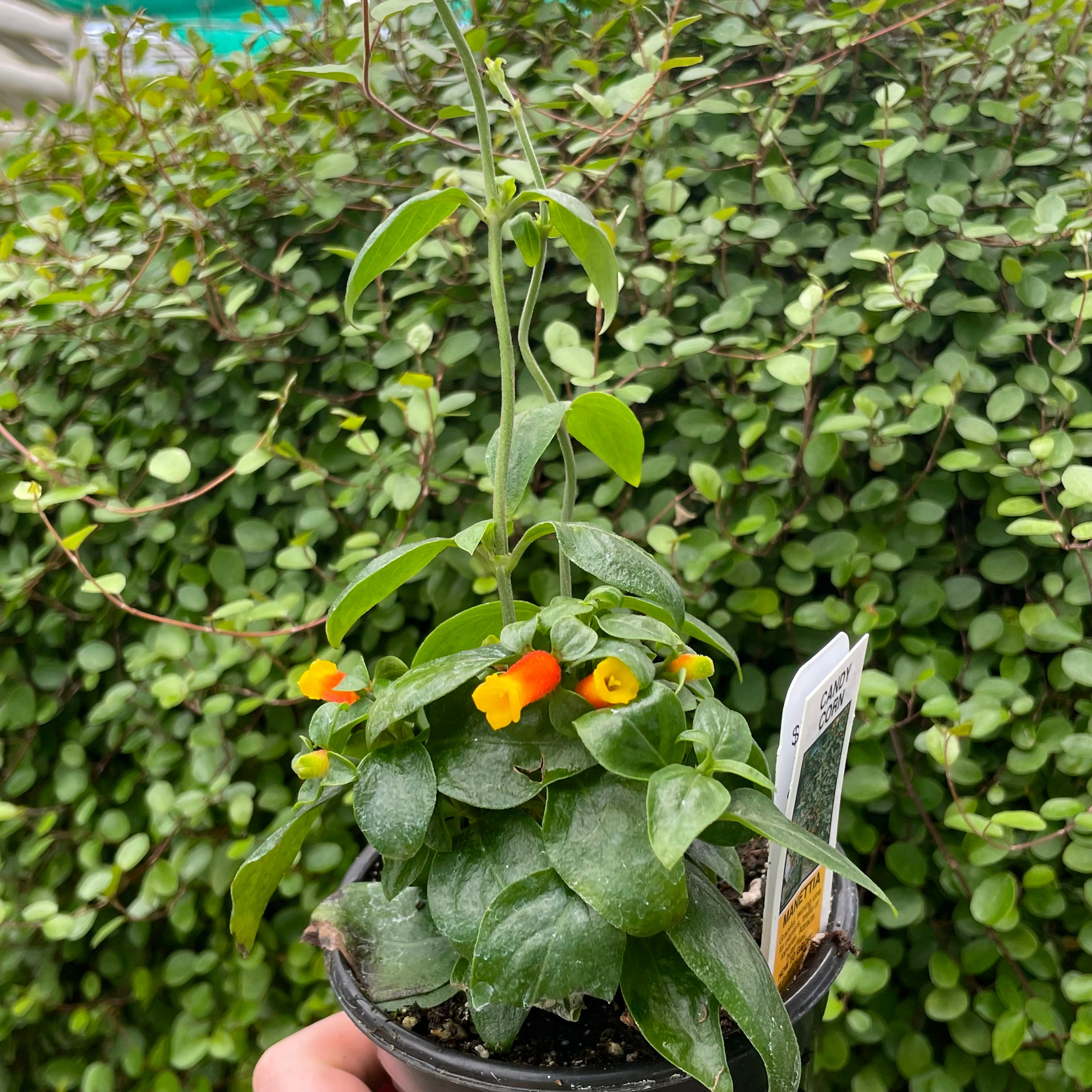 hanging candy corn plant Candy Corn Vine