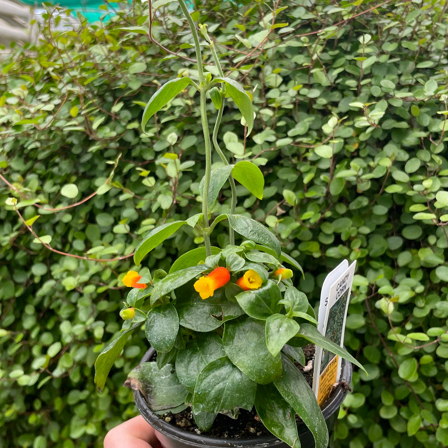 candy corn plant indoors Manettia luteorubra, Candy Corn Vine, Plant – Magic Valley Gardens