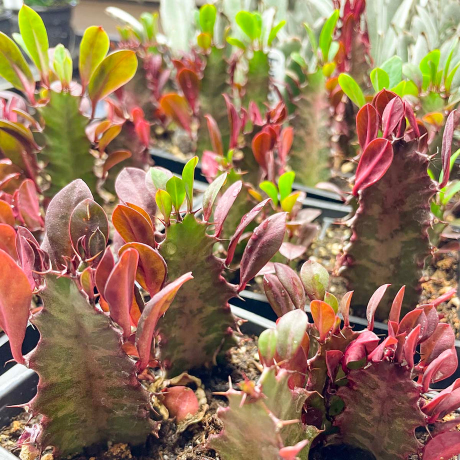 succulent milk Euphorbia trigona rubra (African Milk Tree) – Magic Valley Gardens