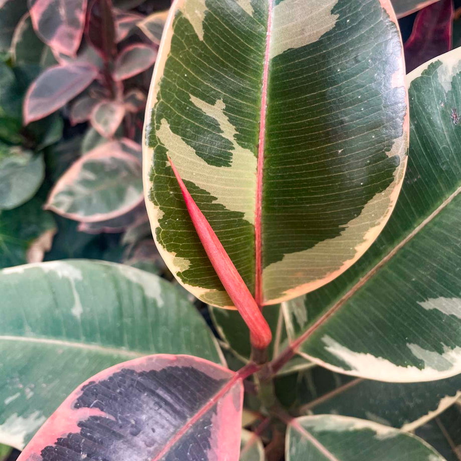 Ficus 'Tineke' – Magic Valley Gardens