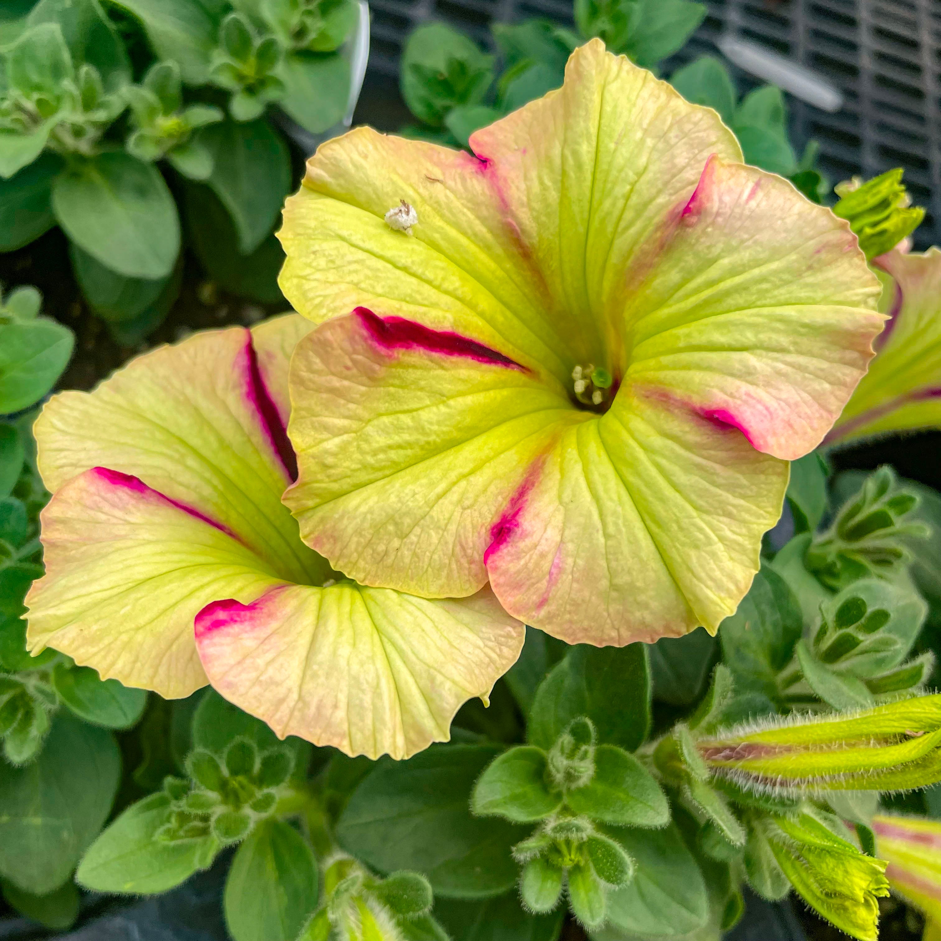 Crazytunia Raspberry Lemonade Petunia – Magic Valley Gardens