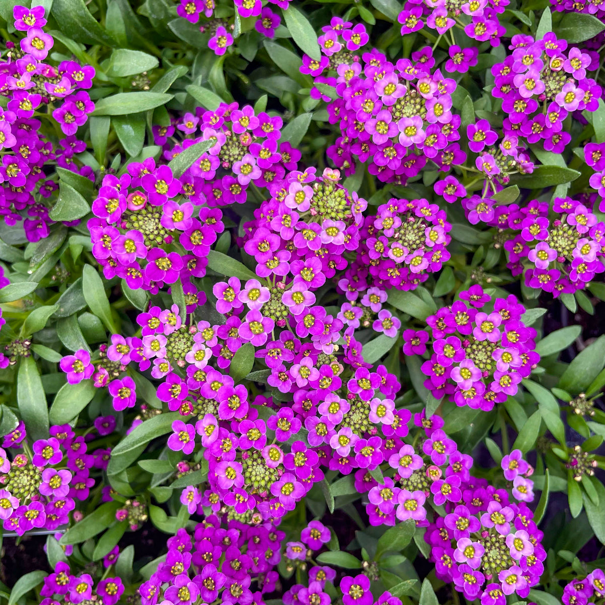 Stream Compact Purple Lobularia – Magic Valley Gardens