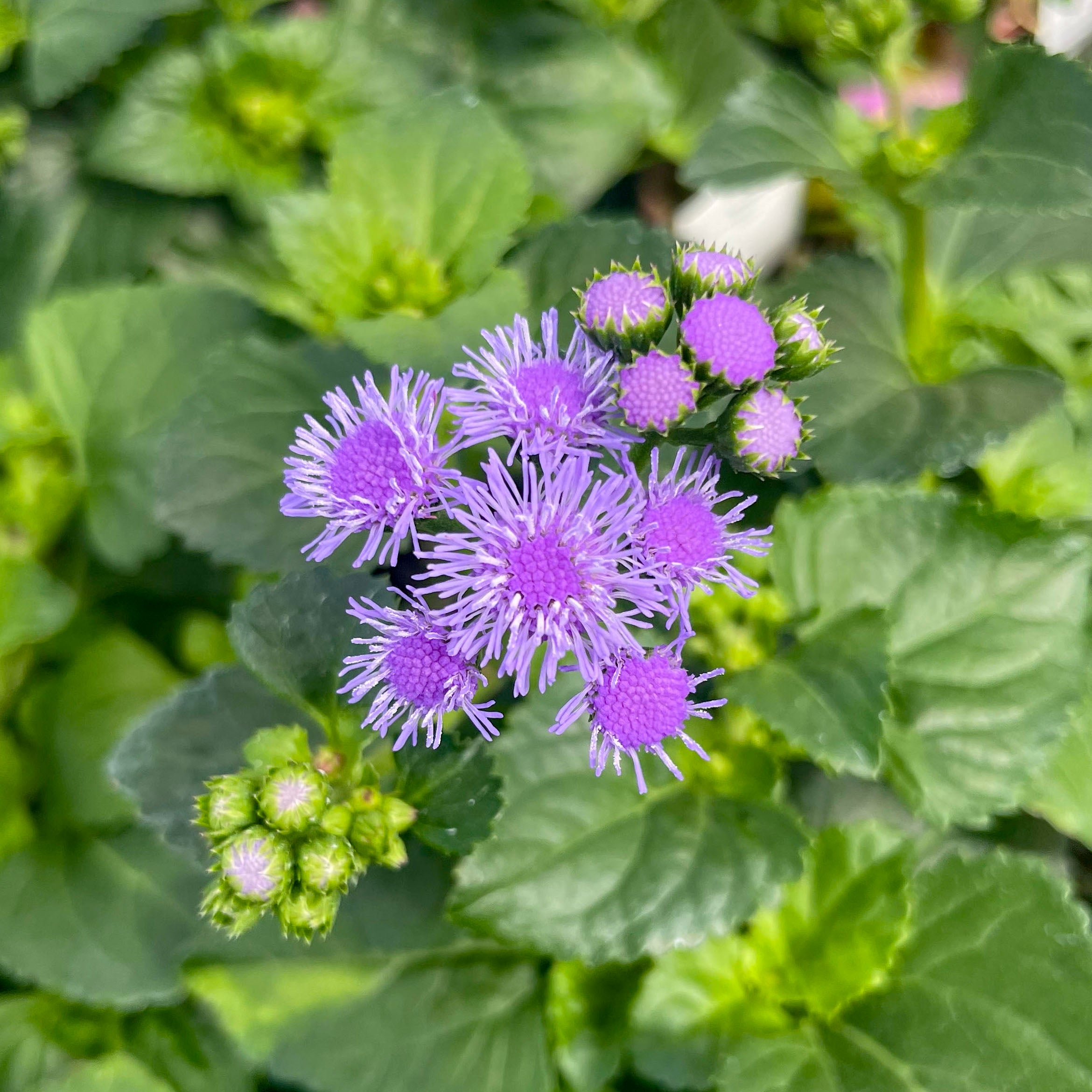 ageratum plant Ageratum 'Monarch Magic' – Magic Valley Gardens