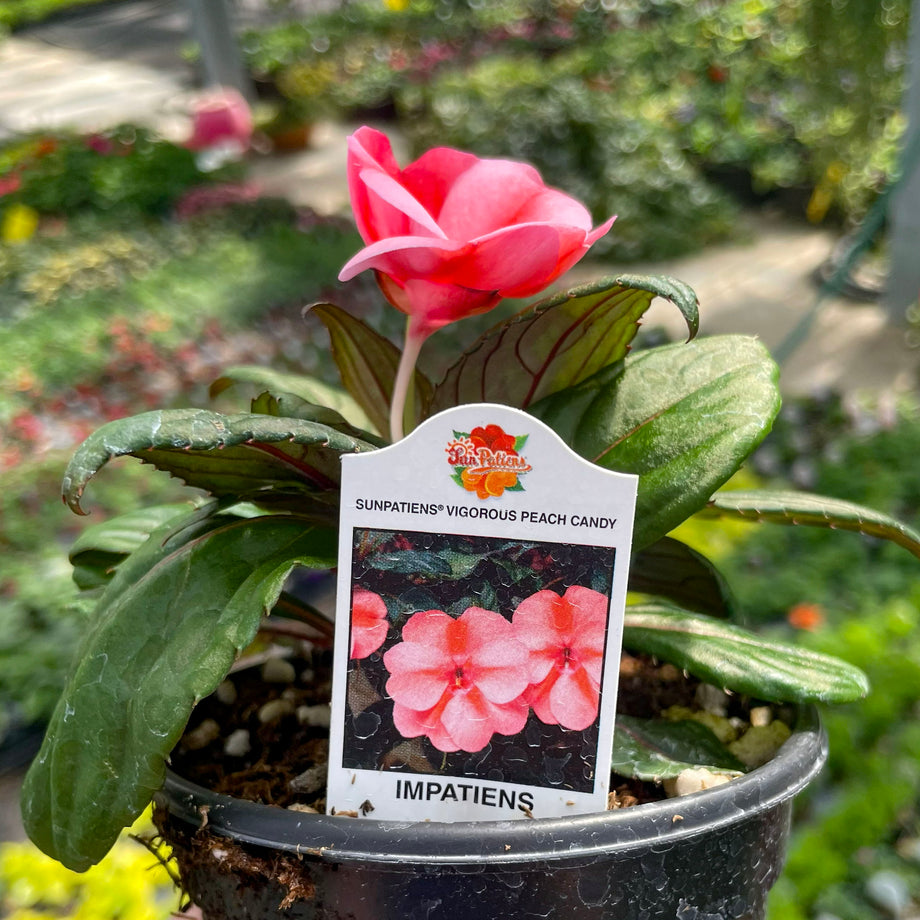 impatiens plant indoors SunPatiens Vigorous Peach Candy Impatiens – Magic Valley Gardens