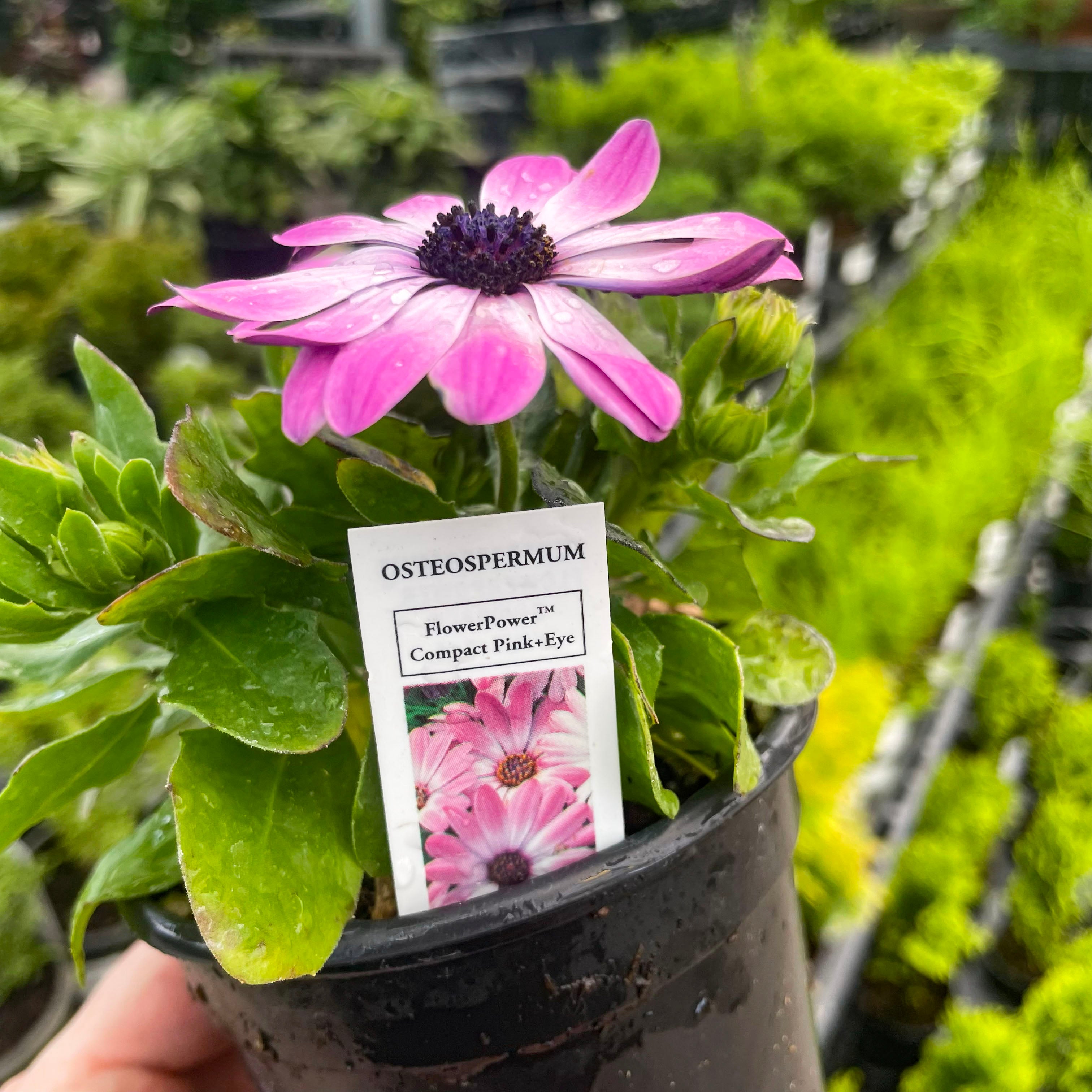 カーオーディオ flower Flower Power Compact Pink Eye Osteospermum – Magic Valley Gardens