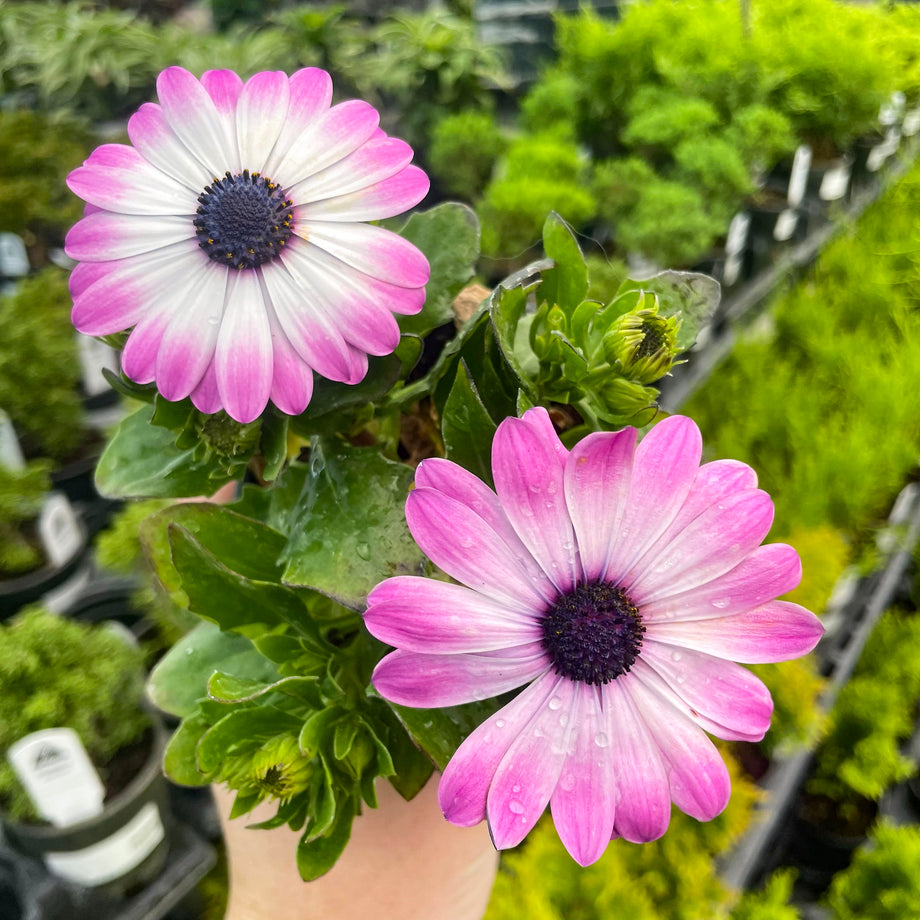 カーオーディオ flower Flower Power Compact Pink Eye Osteospermum – Magic Valley Gardens