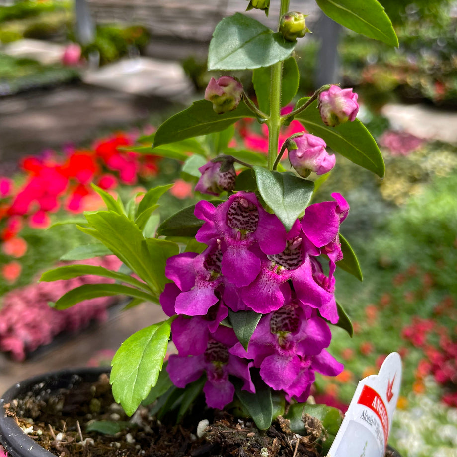 angelonia plant in pots Angelflare Black' Angelonia