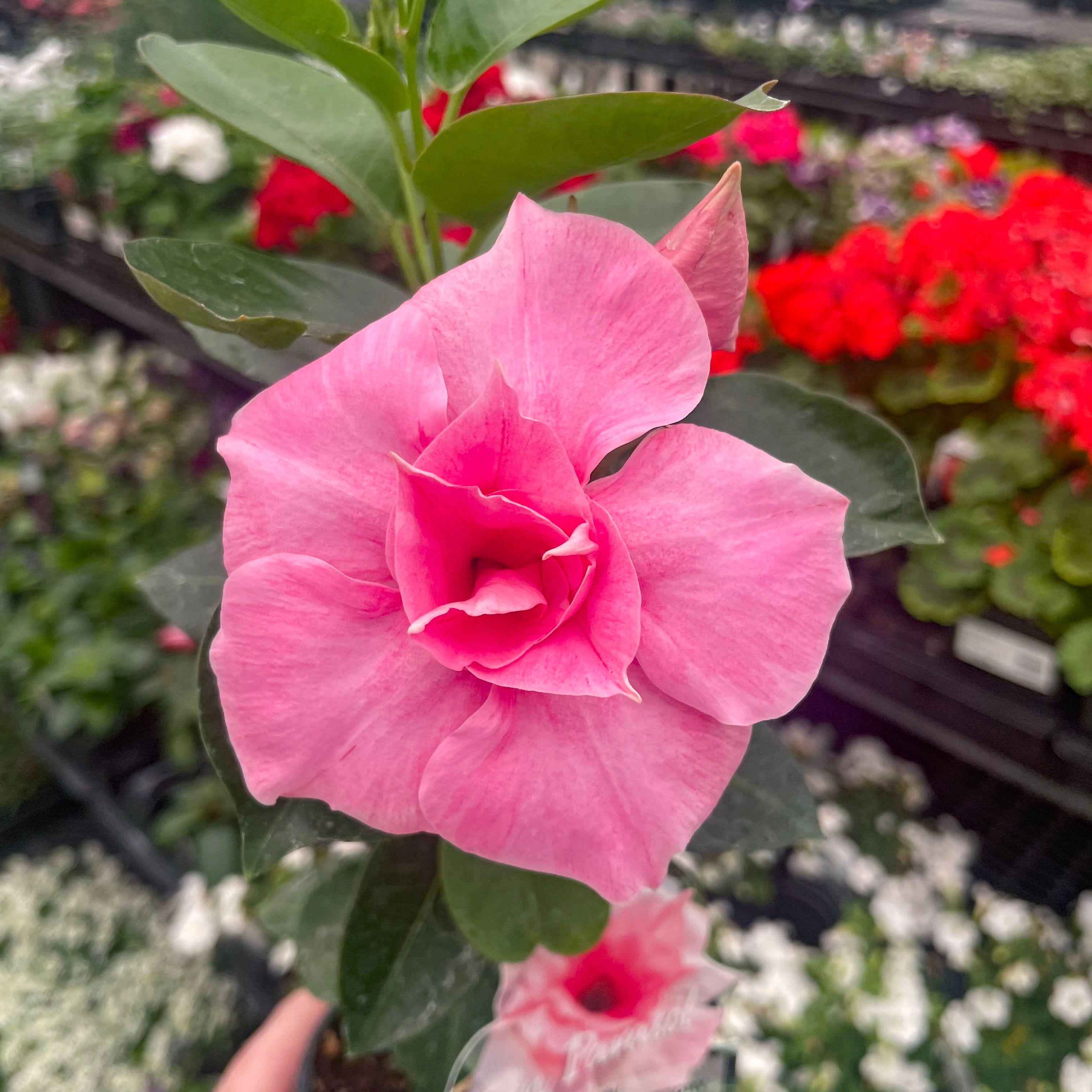 Sun Parasol XP Double Pink Blush Mandevilla | Tropical Vine