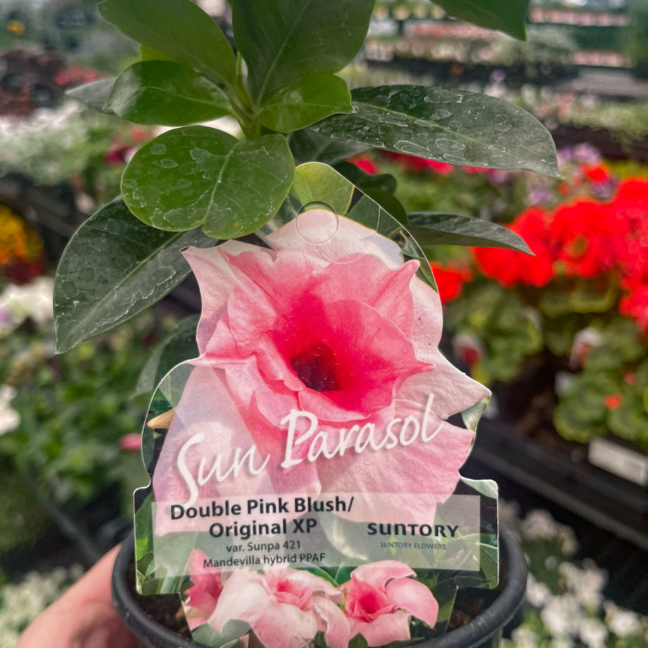 Opal Orange Sunrise Vining Mandevilla, Dipladenia, Plant – Magic