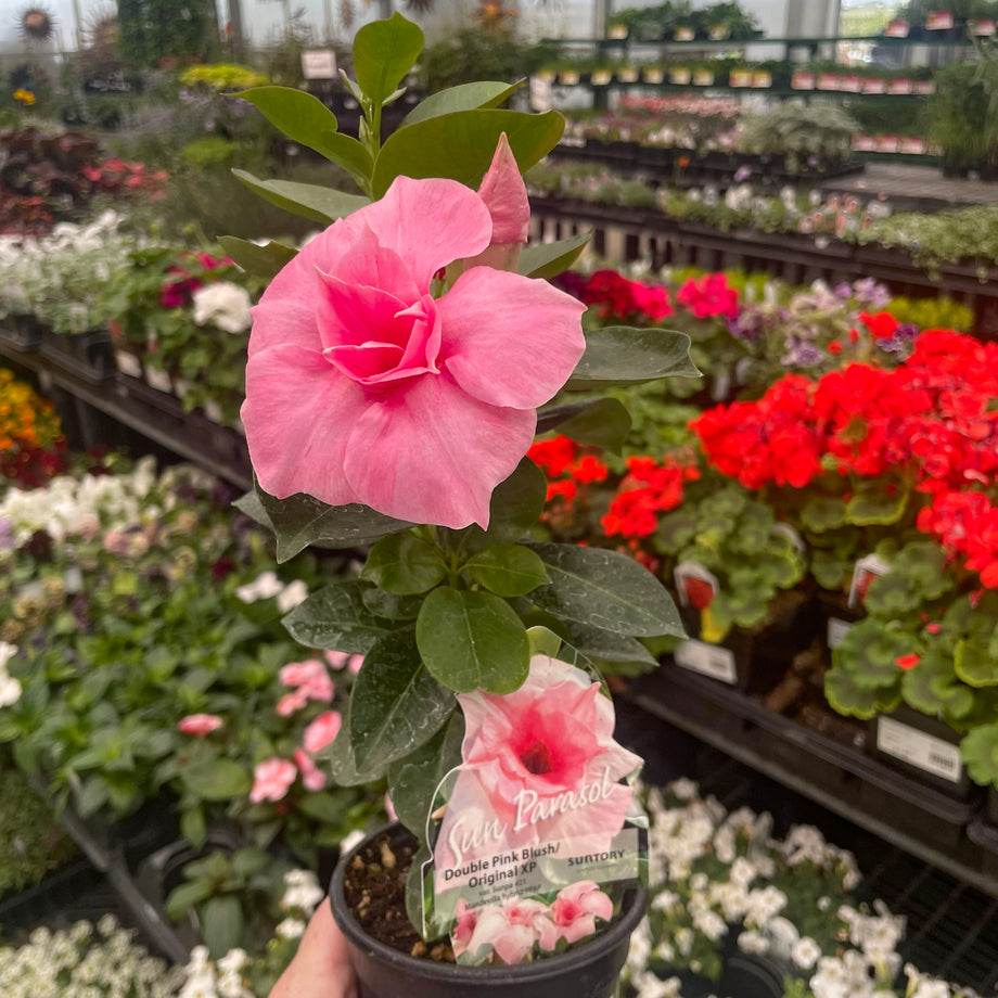 Sun Parasol XP Double Pink Blush Mandevilla | Tropical Vine