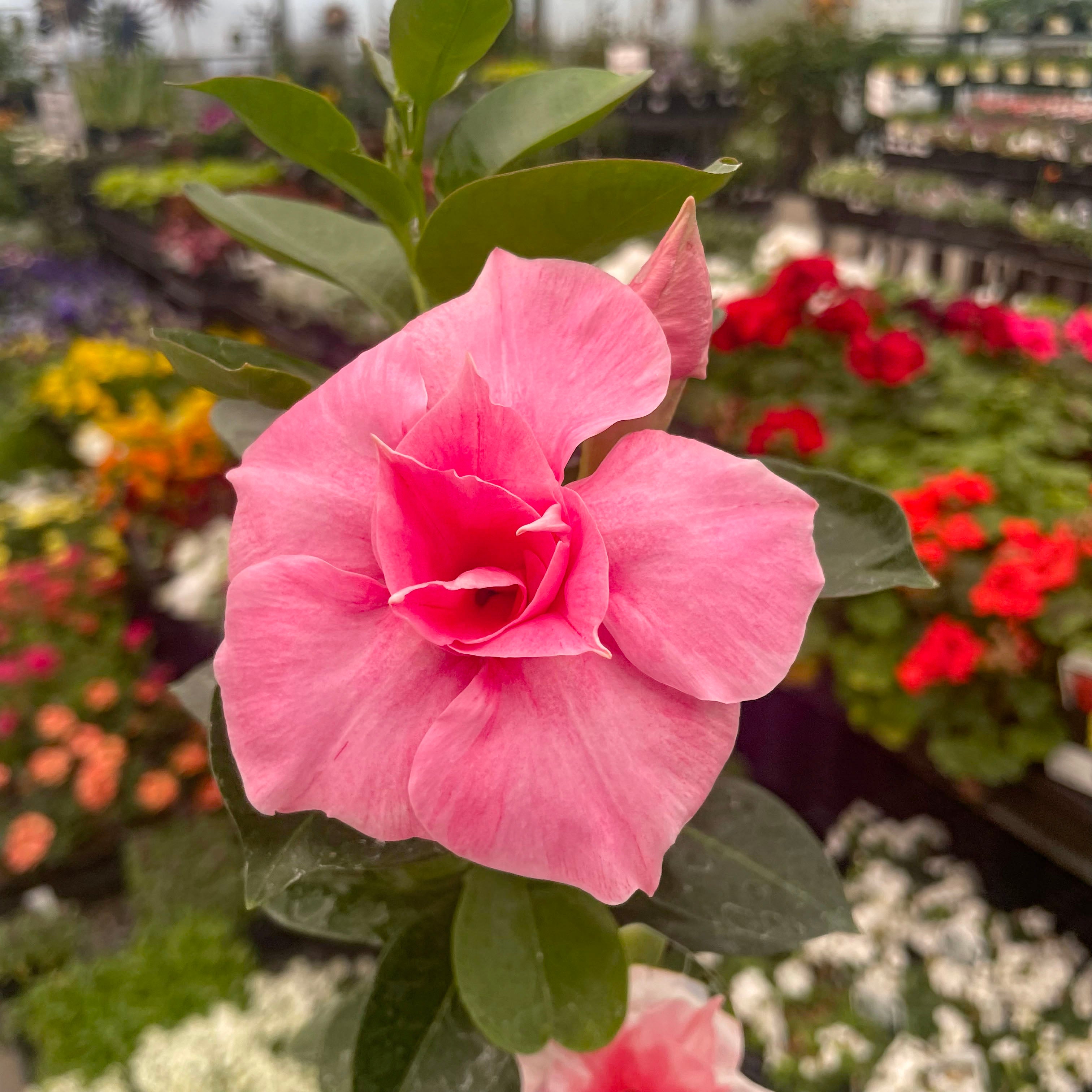 Sun Parasol XP Double Pink Blush Mandevilla | Tropical Vine