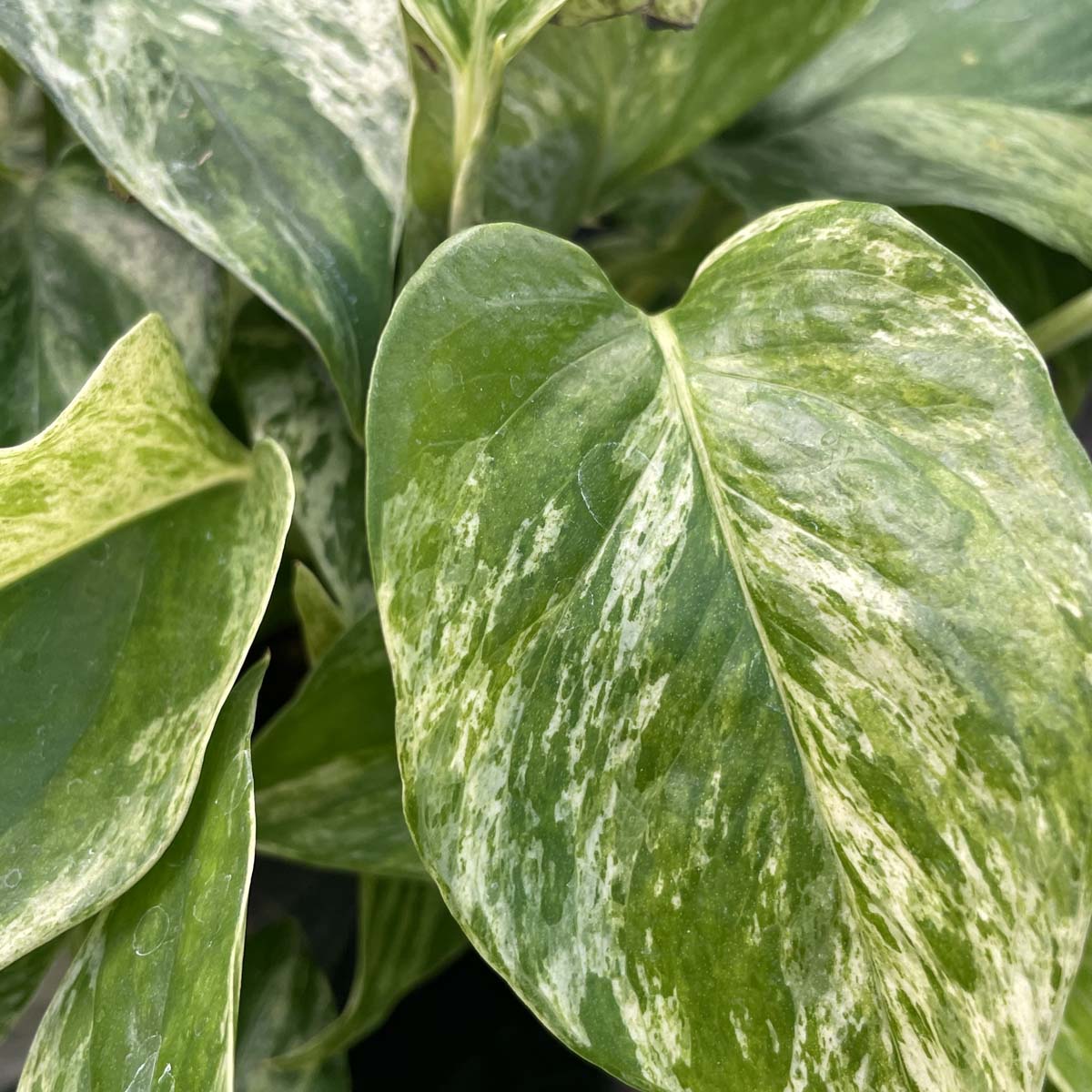 marvel queen pothos Pothos 'Marble Queen'