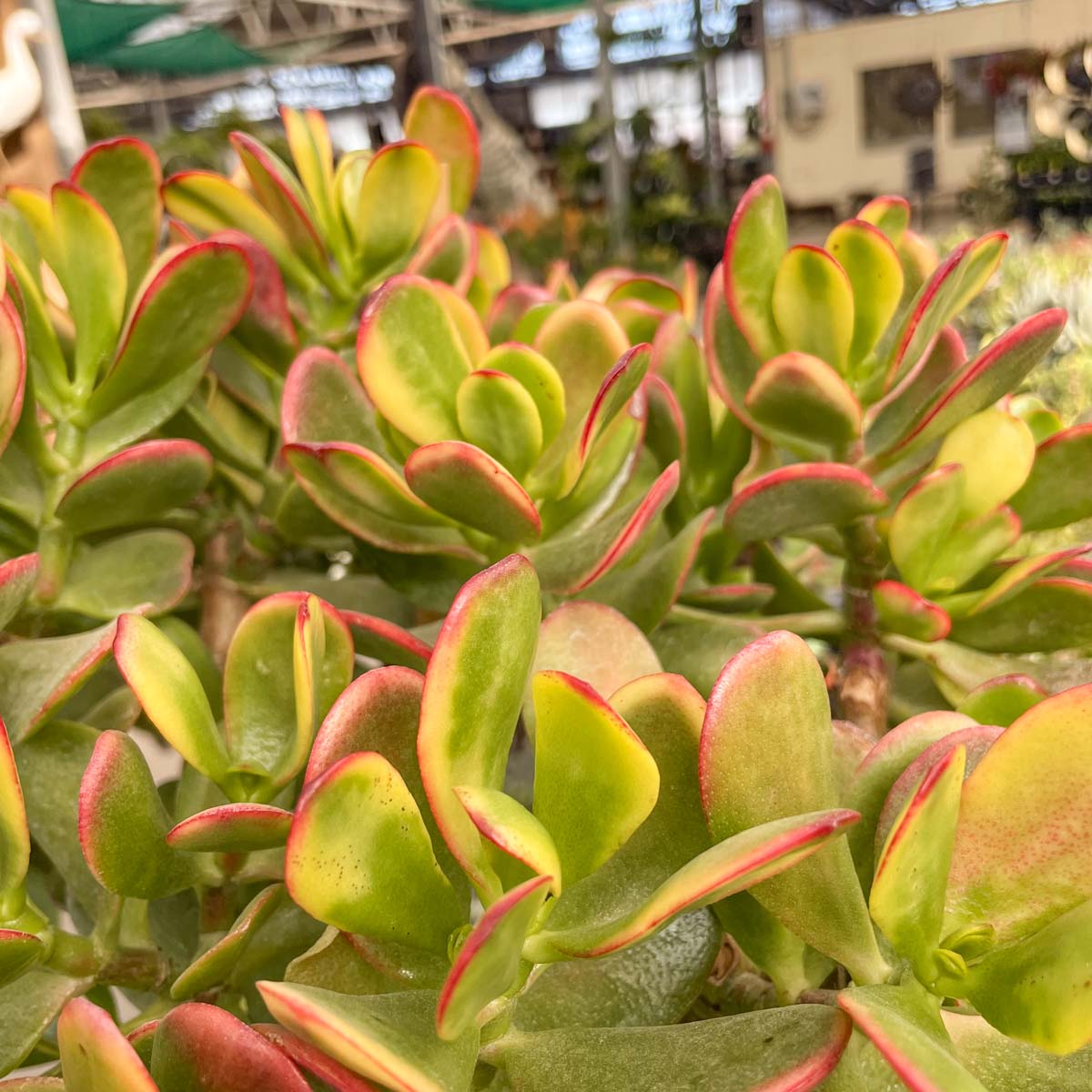red and yellow succulents Crassula ovata 'New Sunset' – Magic Valley Gardens