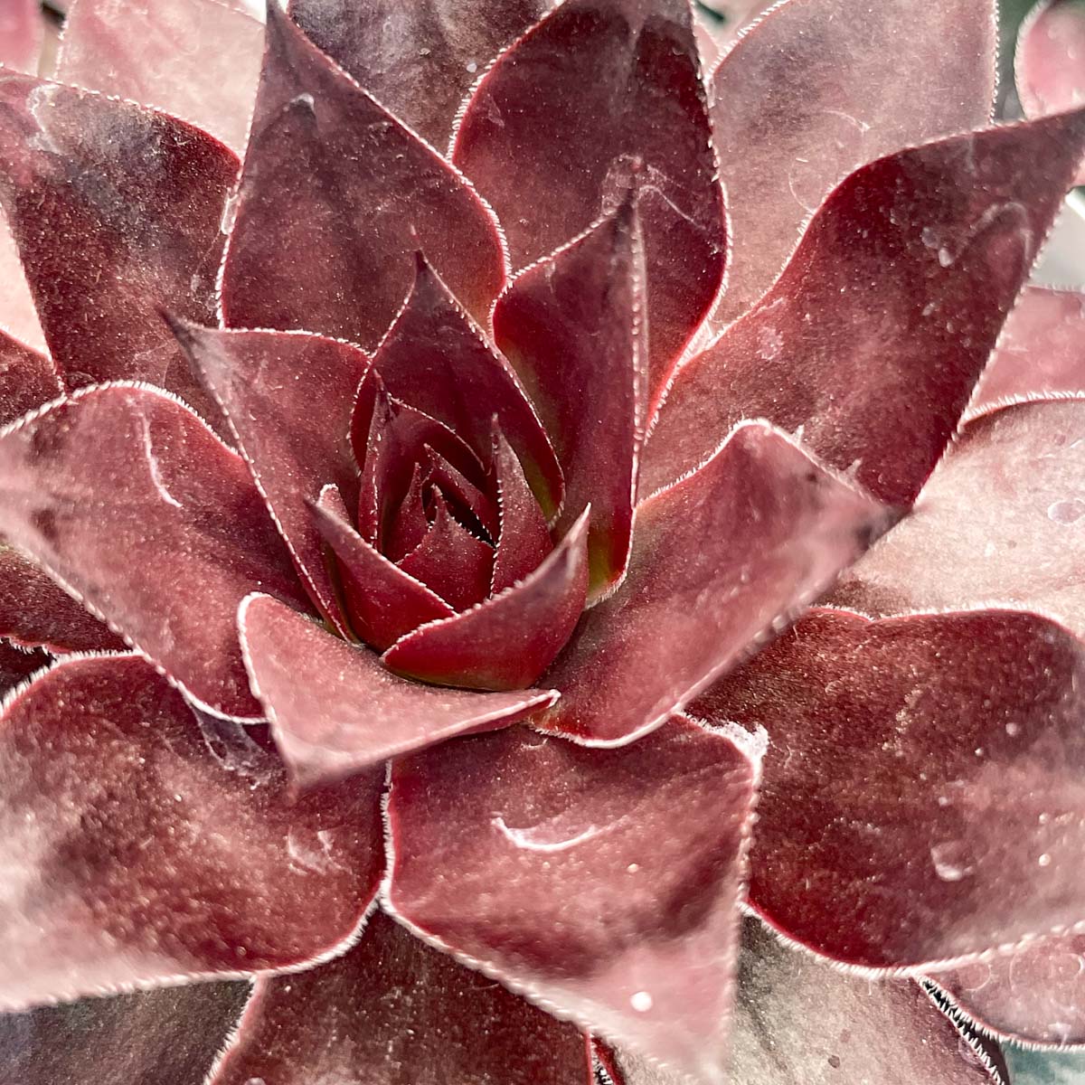succulents on ebay Sempervivum 'Onyx' (Hens and Chicks)
