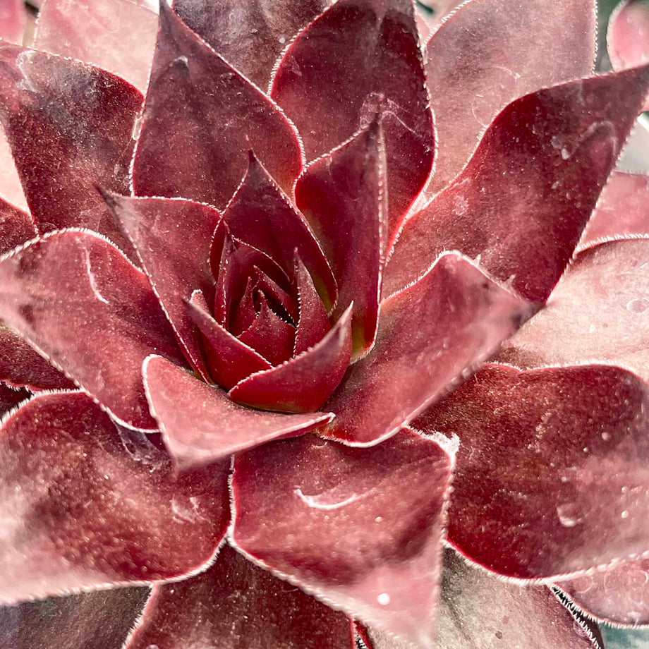 Onyx Sempervivum, Hens and Chicks, Succulent Plant – Magic Valley