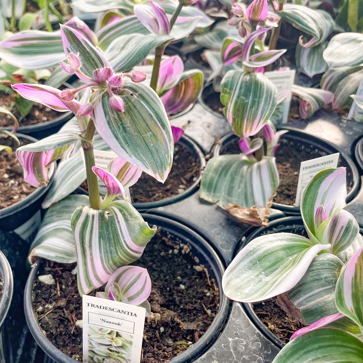 tradescantia nanouk potting mix Tradescantia Nanouk | 4" Pot