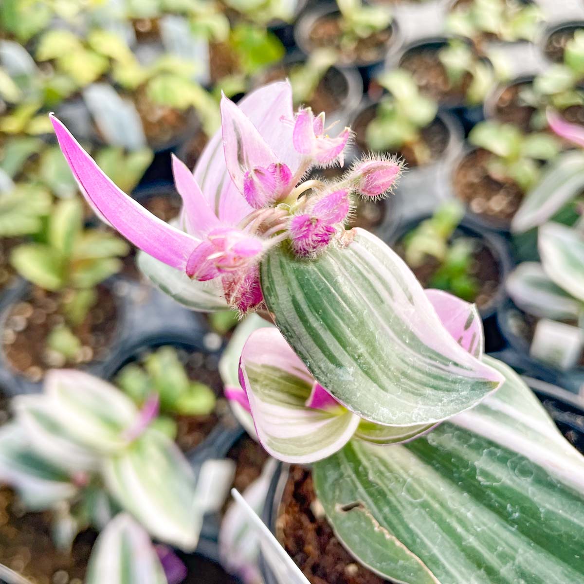 tradescantia nanouk pink trailing house plant Tradescantia Nanouk | 4" Pot