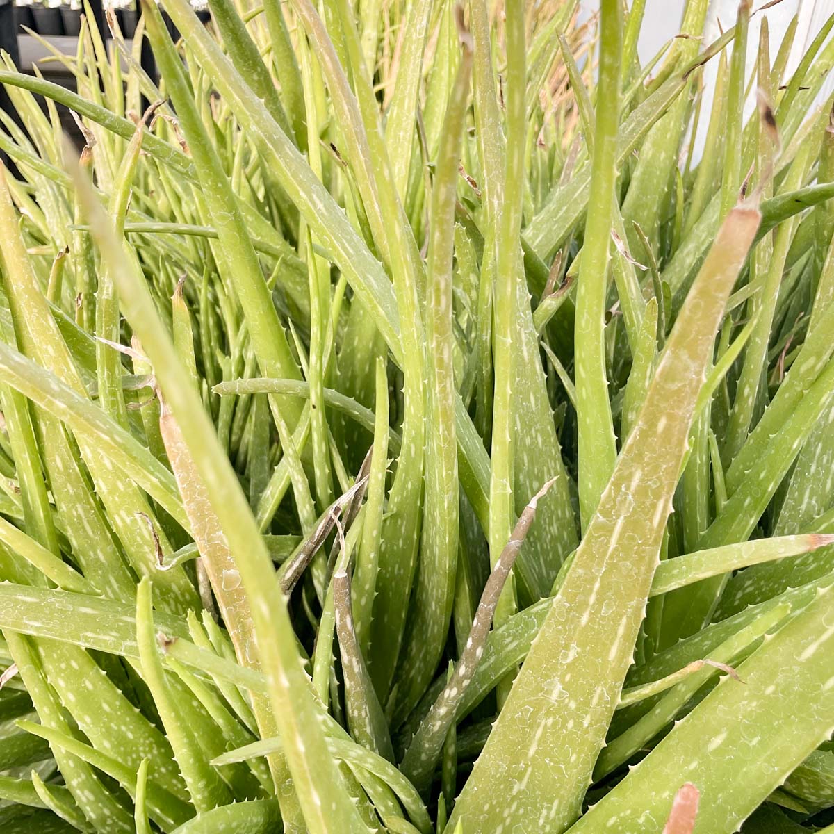 aloe vera plant edmonton Aloe vera – Magic Valley Gardens