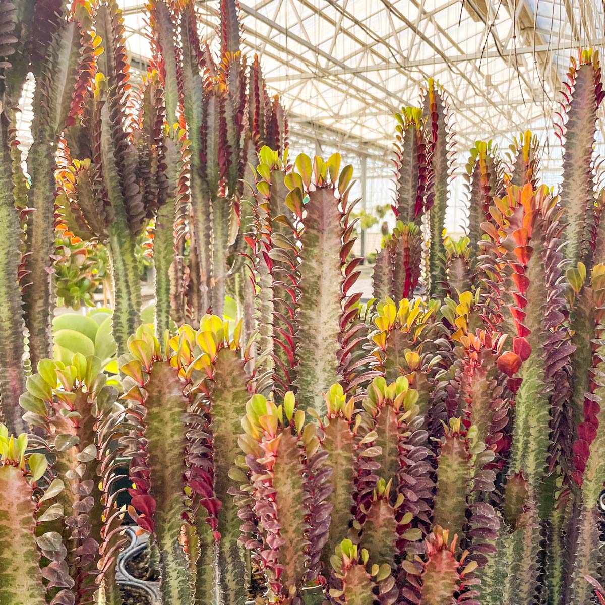 african milk tree succulent Euphorbia trigona rubra (African Milk Tree) – Magic Valley Gardens