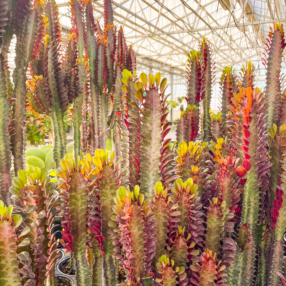 Euphorbia trigona rubra (African Milk Tree) – Magic Valley