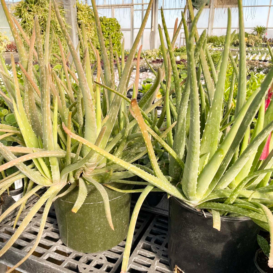 my aloe vera Aloe vera – Magic Valley Gardens