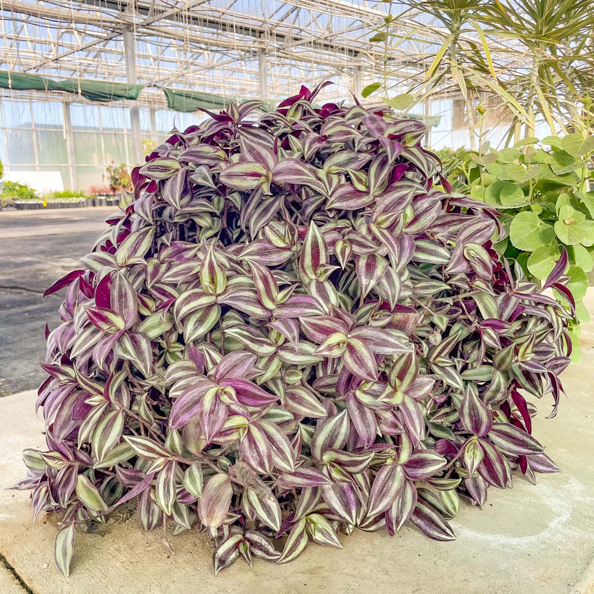 are tradescantia indoor or outdoor plants Tradescantia 'Zebrina' – Magic Valley Gardens