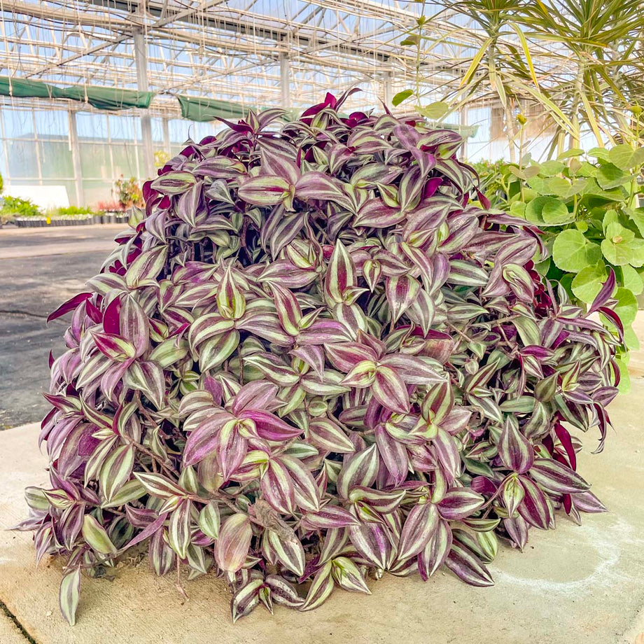 tradescantia zebrina plant Tradescantia 'Zebrina' – Magic Valley Gardens